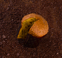 Panettone chocolat - 550g